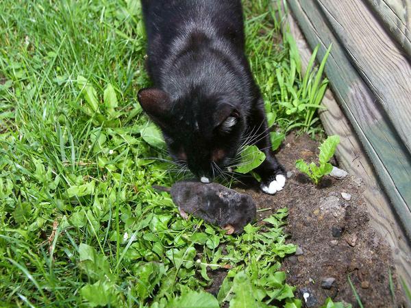 Katze schnuppert an einem Maulwurf