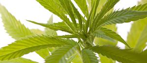 Berauschendes Kraut. Blätter der Hanfpflanze Cannabis in Nahaufnahme.