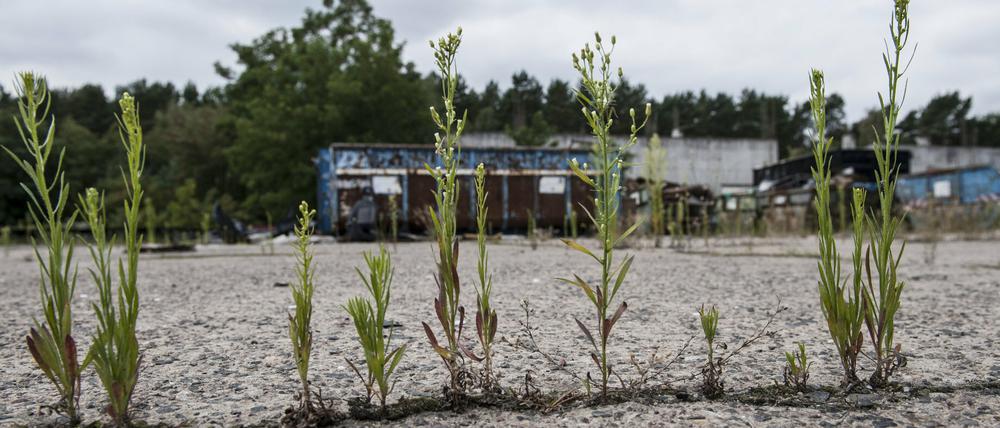 Auf den ehemaligen Reifenwerk soll ein Wald entstehen. 