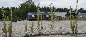 Auf den ehemaligen Reifenwerk soll ein Wald entstehen. 