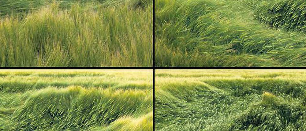 Wellengang: In Gabriele Kostas' Fotoarbeit "Felder" hinterlässt der Wind seine Spurn und drückt die Halme nieder. Hier ein Ausschnitt aus dem eigentlich neunteiligen Werk. 