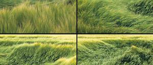 Wellengang: In Gabriele Kostas' Fotoarbeit "Felder" hinterlässt der Wind seine Spurn und drückt die Halme nieder. Hier ein Ausschnitt aus dem eigentlich neunteiligen Werk. 