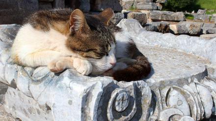 Katze mit Frauengesicht: Träume von griechischen Schriftstellern in Zeiten der Krise.