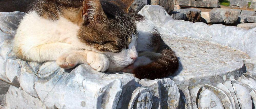 Katze mit Frauengesicht: Träume von griechischen Schriftstellern in Zeiten der Krise.