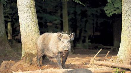 Er will nicht spielen. Was auf diesen Eber zutrifft, gilt generell für Tiere in freier Wildbahn.