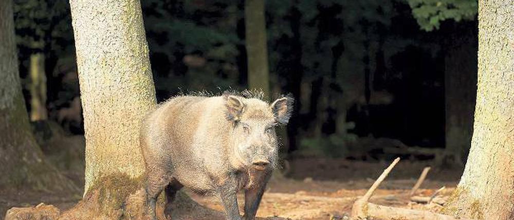 Er will nicht spielen. Was auf diesen Eber zutrifft, gilt generell für Tiere in freier Wildbahn.
