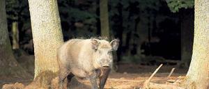 Er will nicht spielen. Was auf diesen Eber zutrifft, gilt generell für Tiere in freier Wildbahn.