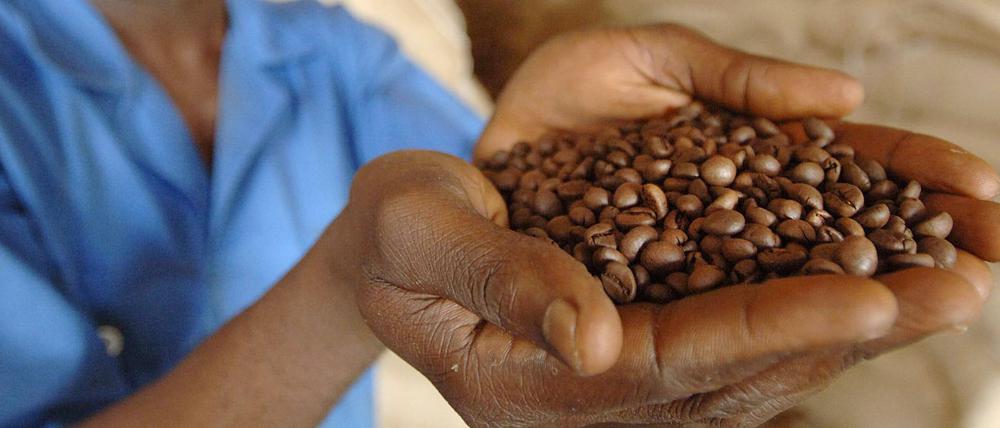 Kaffee-Arbeiter im Kongo: Nur drei von 100 getrunkenen Kaffees in Deutschland sind aus fair gehandelten Kaffeebohnen.