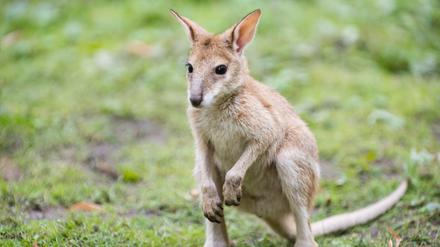 Das sechs Monate alte Flinkwallaby Monti während der ersten gemeinsamen Fütterung mit seinen Artgenossen im Känguru-Gehege im Tierpark Friedrichsfelde.