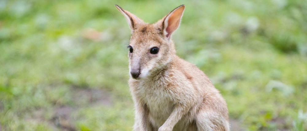 Das sechs Monate alte Flinkwallaby Monti während der ersten gemeinsamen Fütterung mit seinen Artgenossen im Känguru-Gehege im Tierpark Friedrichsfelde.