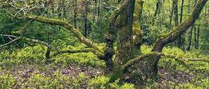 Grüne Wildnis. Ein Eichenbruchwald mit knorrigen und bemoosten Stämmen bei Hellefeld in Nordrhein-Westfalen.
