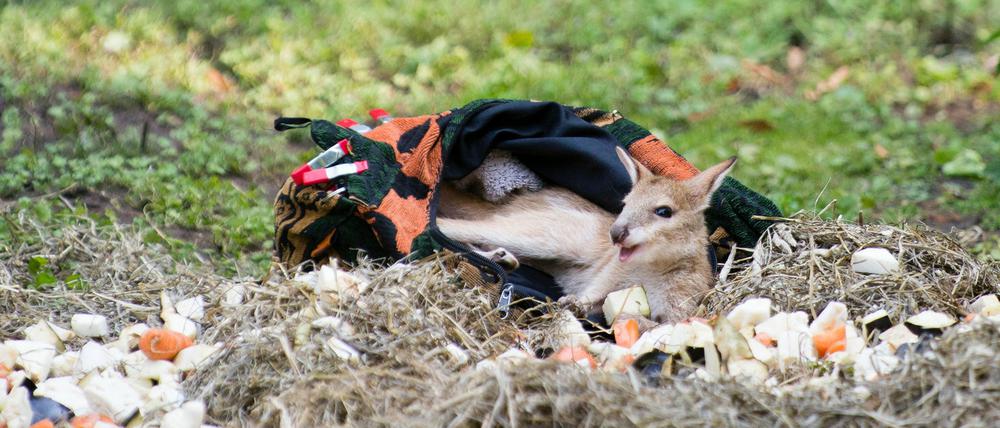 Monti bei seiner ersten Fütterung im Tierpark. 