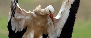 Ganz schön groß. Störche brauchen viel Platz zum Starten und Landen. Wenn sie es vom Straßenrand aus tun, kann das für sie und für Autofahrer gefährlich werden.