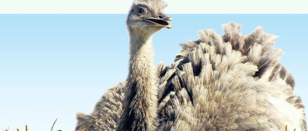 Feld- und Wiesenrowdy. Landwirte ärgern sich über den zugewanderten Nandu.