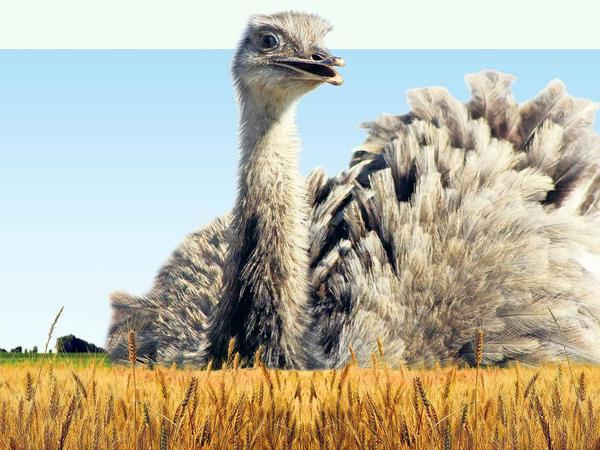 Feld- und Wiesenrowdy. Landwirte ärgern sich über den zugewanderten Nandu.