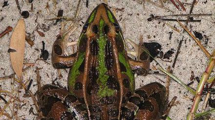 Kranke Quappen. Einzellige Parasiten machen Amphibien wie dem Leopardfrosch zu schaffen.