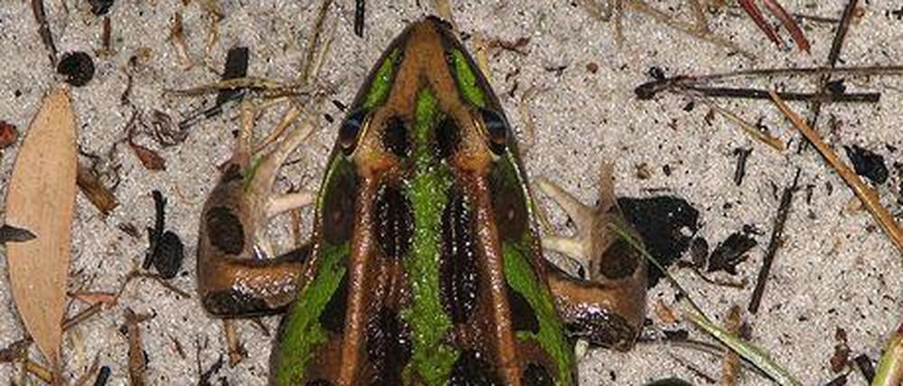 Kranke Quappen. Einzellige Parasiten machen Amphibien wie dem Leopardfrosch zu schaffen.
