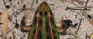 Kranke Quappen. Einzellige Parasiten machen Amphibien wie dem Leopardfrosch zu schaffen.