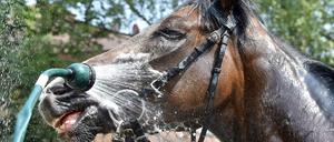 Erfrischung vor dem Rennen.