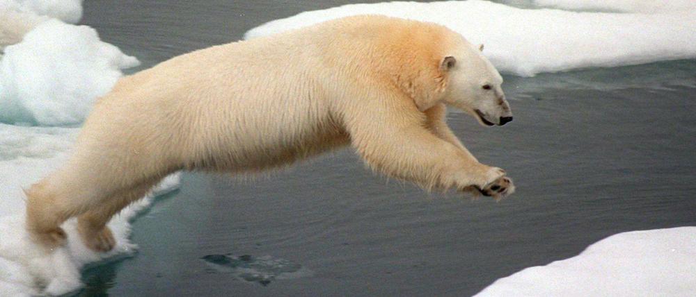Demnächst für Russland am Start? Dieser Eisbär gibt sich bislang international. Doch das könnte schon bald anders sein.