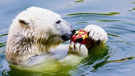 Eisbär Wolodja knabbert im Tierpark an einer Eisbombe.