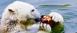 Eisbär Wolodja knabbert im Tierpark an einer Eisbombe.