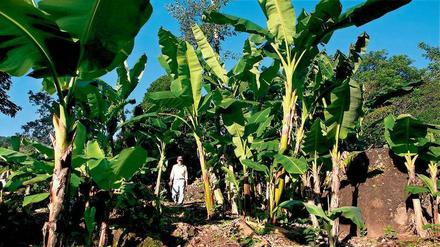 Alles Banane in El Mozote. Wo einst einer der Brennpukte des Bürgerkriegs von El Salvador war, stapfen heute Trekker. 