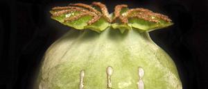 Berauschend. Aus der angeritzten Kapsel des Schlafmohns rinnt weißer Opiumsaft.