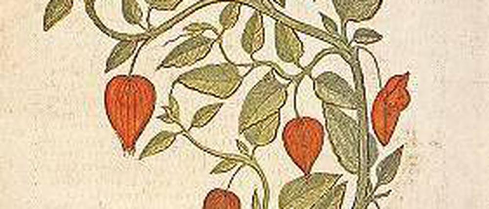 Die Blasenkirsche (Physalis) wurde früher gegen Harnwegserkrankungen eingesetzt. Aus dem „Wiener Dioskurides, fol. 359 verso“. 