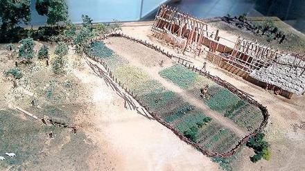 So fing alles an. Das Modell eines Langhauses im Archäologischen Landesmuseum Brandenburg zeigt die beginnende Sesshaftigkeit in der Region während der Jungsteinzeit mit Ackerbau, Viehzucht und Waldnutzung. Die Kulturpflanzen jener Zeit kamen ursprünglich aus dem „Fruchtbaren Halbmond“ – heute Syrien und Irak. 