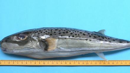 Der Hasenkopf-Kugelfisch kommt eigentlich aus den Tropen. Doch über den Suez-Kanal ist er inzwischen bis ins westliche Mittelmeer vorgedrungen. Sein Biss kann Metall durchschlagen - und sein Gift kann töten. 