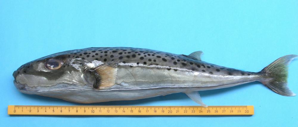 Der Hasenkopf-Kugelfisch kommt eigentlich aus den Tropen. Doch über den Suez-Kanal ist er inzwischen bis ins westliche Mittelmeer vorgedrungen. Sein Biss kann Metall durchschlagen - und sein Gift kann töten.