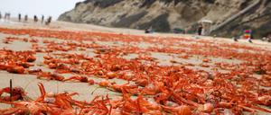 Tausende tote Krabben liegen an der Küste von Kalifornien. Das liegt an El Nino.