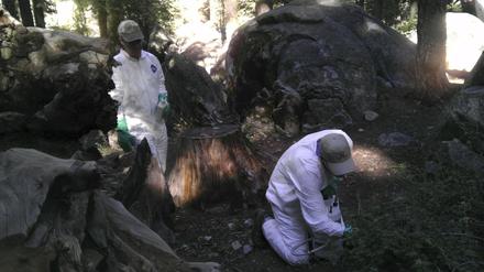 Mitarbeiter der Gesundheitsbehörde in Kalifornien im Yosemite-Nationalpark am 10. August. Mittlerweile könnte es einen zweiten Fall von Pest in dem Park geben, welcher bereits am Montag für die laufende Woche geschlossen wurde.