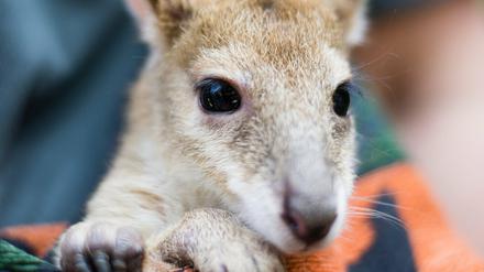 Der neueste Star im Tierpark: Flinkwallaby Monti.