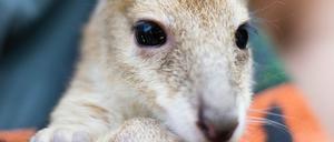Der neueste Star im Tierpark: Flinkwallaby Monti.