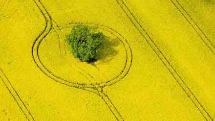 Die Förderung der Produktion von Biodiesel, der unter anderem aus Raps hergestellt wird, ist in Deutschland gedeckelt – aus Frucht vor der Zerstörung von Regenwald in anderen Gebieten der Erde. 