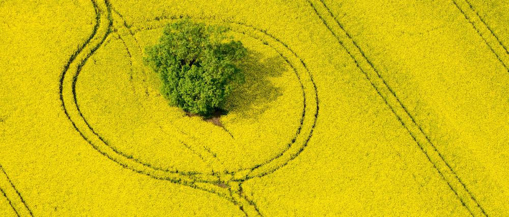 Die Förderung der Produktion von Biodiesel, der unter anderem aus Raps hergestellt wird, ist in Deutschland gedeckelt – aus Frucht vor der Zerstörung von Regenwald in anderen Gebieten der Erde. 