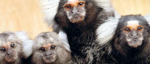 Gut zuhören. Zwei junge Weißbüschelaffen (links) mit zwei Muttertieren.