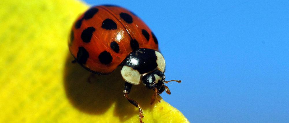 Die Population des vom Aussterben bedrohten heimischen Siebenpunkt-Marienkäfern erholt sich wieder, melden Naturschützer.