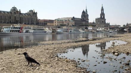 Die Elbe ist zu einem schmalen Flüsschen geworden. Die Hitze hat nicht einmal mehr genug Wasser für die Ausflugsdampfer in Dresden übrig gelassen. 