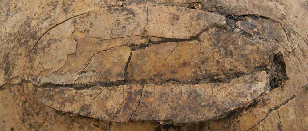 Spuren des Gemetzels. Viele Knochen am Fundort sind verletzt, etwa dieser Schädel eines Kleinkinds.