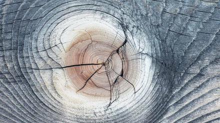 Ring um Ring, Jahr um Jahr. Stamm einer Küsten–Kiefer im amerikanischen Yellowstone Park.