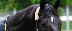 Endlich Rentner. Totilas wurde aus Vermarktungsgründen bis zur Peinlichkeit vermenschlicht.