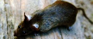 Der Feind im eigenen Haus