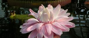 "Victoria amazonica" liebt es warm: Die Riesenseerose braucht 30 Grad warmes Wasser um zu wachsen - und ist eine der Highlights des Botanischen Gartens Berlin. Weltweit sind nur zwei Arten bekannt und in Südamerika beheimatet