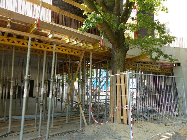 Der Neubau musste um die alte Eiche herum geplant werden – mit einem Knick