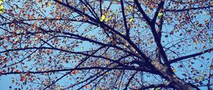 Herbst in Berlin-Kreuzberg? Eine Aufnahme im Spätsommer 2015, aufgenommen vor der Redaktion des Tagesspiegel am Askanischen Platz.