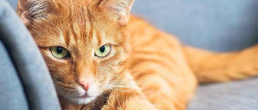 Staubfänger. Katzen und andere Haustiere tragen zur Mikrobenvielfalt im Hausstaub bei.