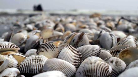 Muscheln am Strand.